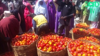 Biggest tomatoes market in kaduna