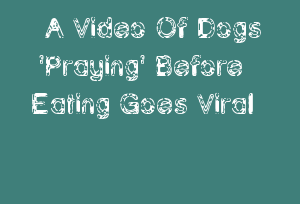A Video Of Dogs 'Praying' Before Eating Goes Viral